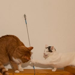 IMG 2105