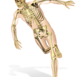 Skeleton—Serie GPS Ciencias Naturales (Editorial Grupo Macmillan – Argentina 2013)