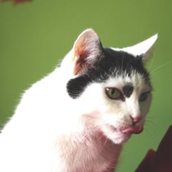 Bastet the Beauty Cat 30. Okt. 2012