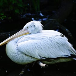 Pelikan