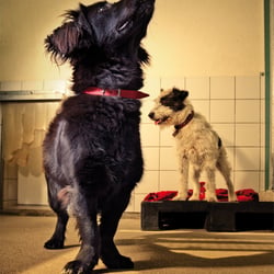 Serie: Edle Schnauzen