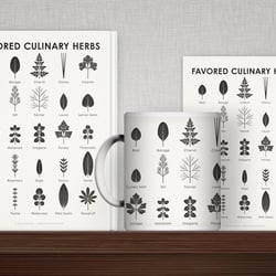 Identification Chart Favored Culinary Herbs