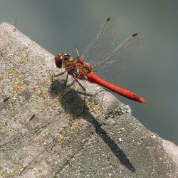 P1040575xx