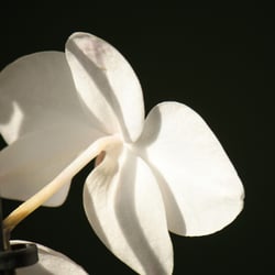 Flower / Orchidee Foto Übungen März 2014