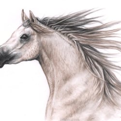 Araber Hengst