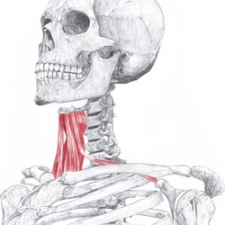 Anatomische Zeichnung
