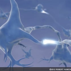 Synapses