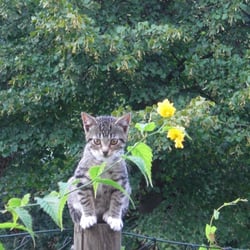 Cats Photography 2012 No. 01