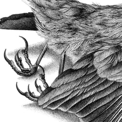 Vogel