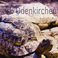 schildkröten land