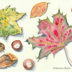 Drawing from Nature