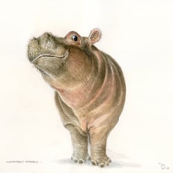 Nilpferd