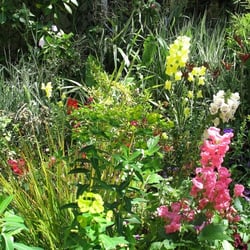Blumen in meinem Garten