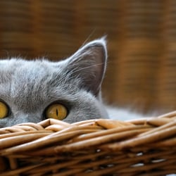 taichi basket copy