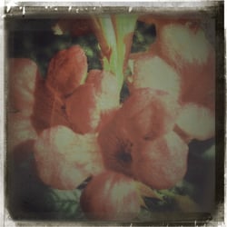 # Just Flowers #