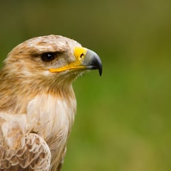 Raubadler