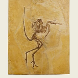Wellnhoferia Grandis, Solnhofen Specimen, color version