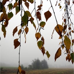 Blick im Morgennebel 2 9992k