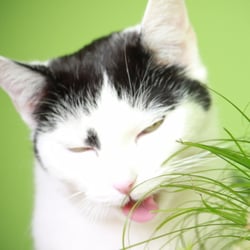 Bastet the Cat 2012 Teil 02