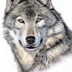 Wildlife, Kalender by Nicole Zeug, nicolezeug.de