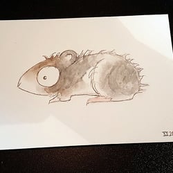 Meerschweinchen