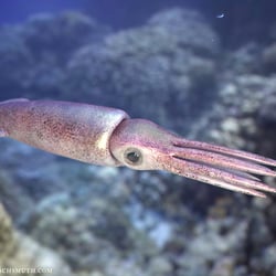 Squid