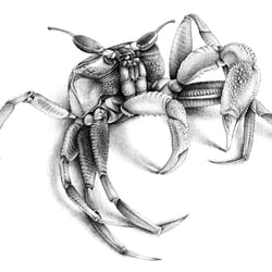 Animal Studies – Krebs