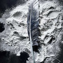 Feathers & Dust