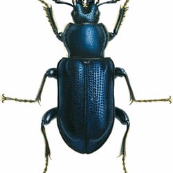 Rehschröter