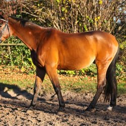 Pferd 2