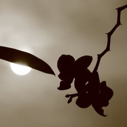 Licht und Schatten by Dina.T 2013