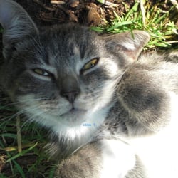 Gray Beauty Cat No.  01