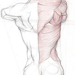 Torsostudie