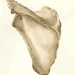 das Schulterblatt