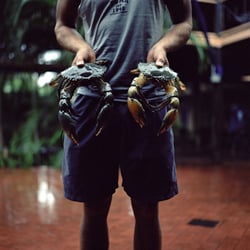 mus-crab