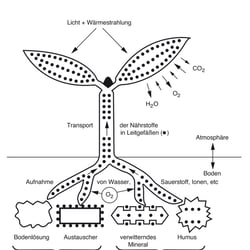 Schaubild Biologie