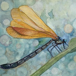 Dragonfly