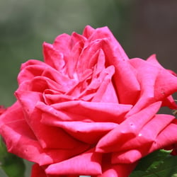 Natur 2012 Blumen