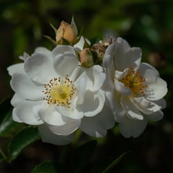 Heidesommer