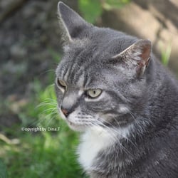 Cat Juli 2014© by Dina.T