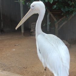 Pelikan Marineland Mallorca