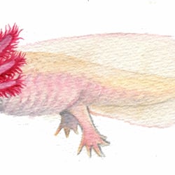 Tierillu 8