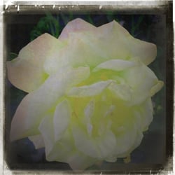 „ Just Flowers “