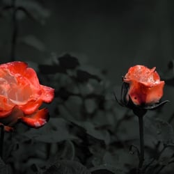 3 Roses