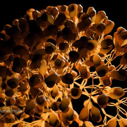 Lsystem Seeds