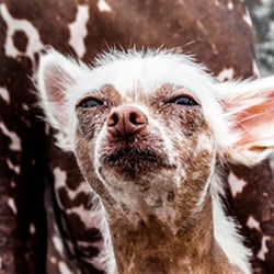 Fine Art Animals – Portrait, Dogs