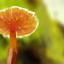 Pilz