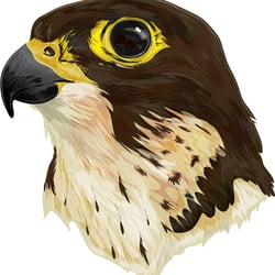 Falcon