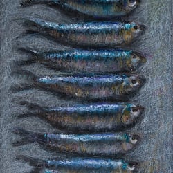 Sardinen, Pastell