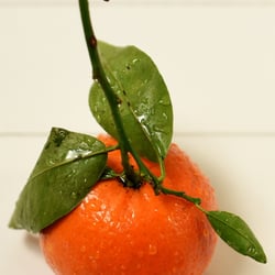 Food photography  (4)